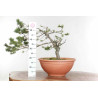 Pinus sylvestris - B1610