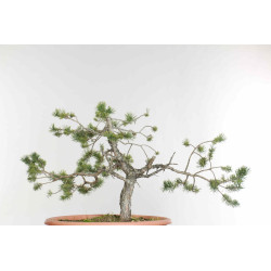 Pinus sylvestris - B1610
