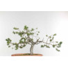Pinus sylvestris - B1610