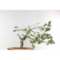 Pinus sylvestris - B1610