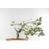 Pinus sylvestris - B1610