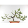Pinus sylvestris - B1610