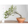 Pinus sylvestris - B1621