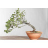Pinus sylvestris - B1621