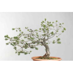 Pinus sylvestris - B1621