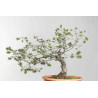 Pinus sylvestris - B1621