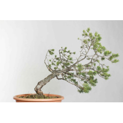 Pinus sylvestris - B1621