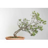 Pinus sylvestris - B1621