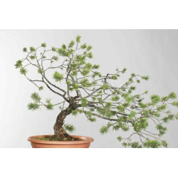 Pinus sylvestris - B1621