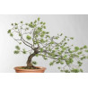 Pinus sylvestris - B1621