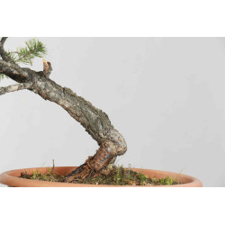 Pinus sylvestris - B1621