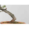 Pinus sylvestris - B1621