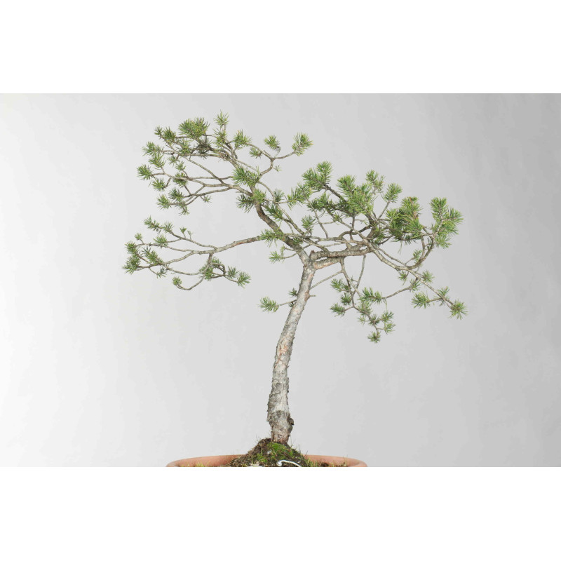 Pinus sylvestris - B1625