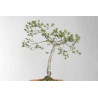Pinus sylvestris - B1625
