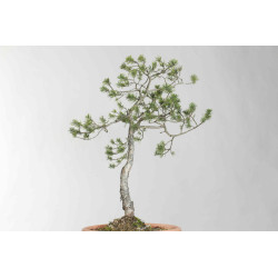 Pinus sylvestris - B1625