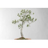 Pinus sylvestris - B1625