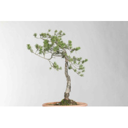 Pinus sylvestris - B1625