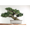 Pinus parviflora - B2525