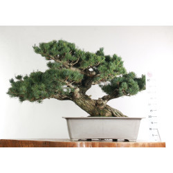Pinus parviflora - B2525