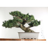 Pinus parviflora - B2525