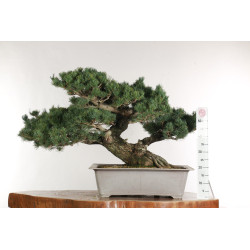 Pinus parviflora - B2525