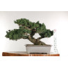 Pinus parviflora - B2525