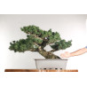 Pinus parviflora - B2525