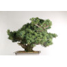 Pinus parviflora - B2525