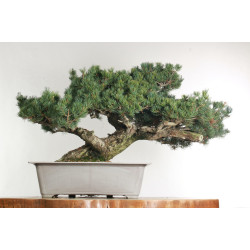 Pinus parviflora - B2525