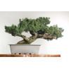 Pinus parviflora - B2525