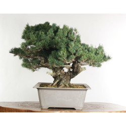 Pinus parviflora - B2525