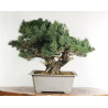 Pinus parviflora - B2525