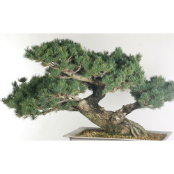 Pinus parviflora - B2525