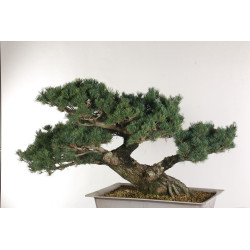 Pinus parviflora - B2525