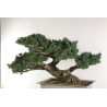 Pinus parviflora - B2525