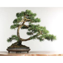Pinus sylvestris -  B2630