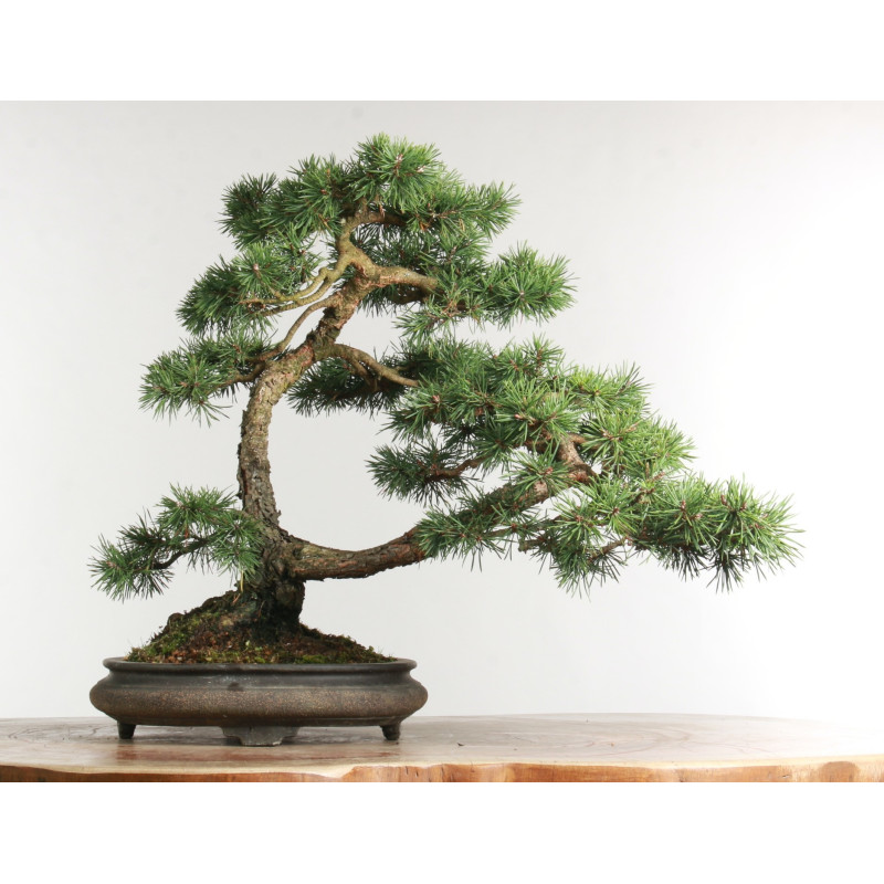 Pinus sylvestris - B2630