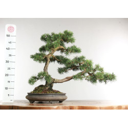 Pinus sylvestris -  B2630