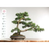 Pinus sylvestris -  B2630