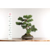 Pinus sylvestris -  B2630