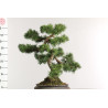Pinus sylvestris -  B2630