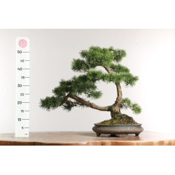 Pinus sylvestris -  B2630