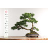 Pinus sylvestris -  B2630
