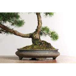 Pinus sylvestris -  B2630