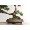 Pinus sylvestris -  B2630