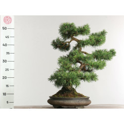 Pinus sylvestris -  B2630