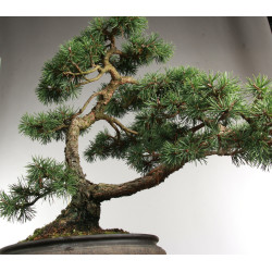 Pinus sylvestris -  B2630