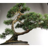Pinus sylvestris -  B2630