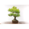 Pinus thunbergii - B2684
