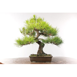 Pinus thunbergii - B2684